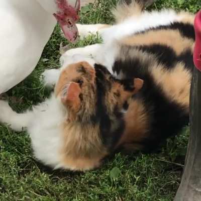 The ducks are giving Loki a makeover at Cedar Row Farm Sanctuary