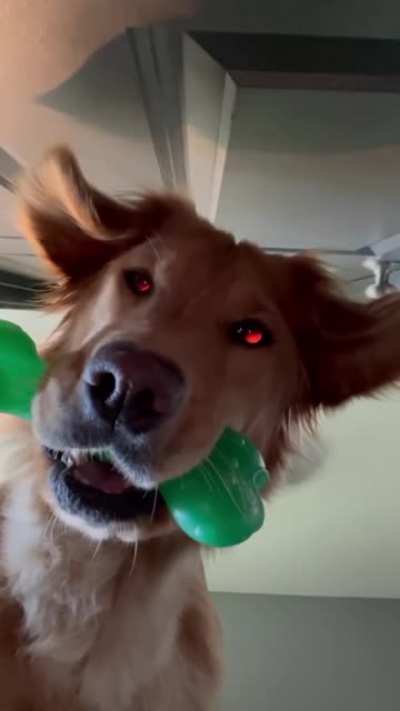 Slide a phone under the door, watch the doggo contemplate the mysteries of the universe.