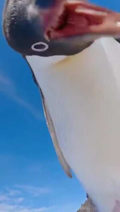 Hey buddy