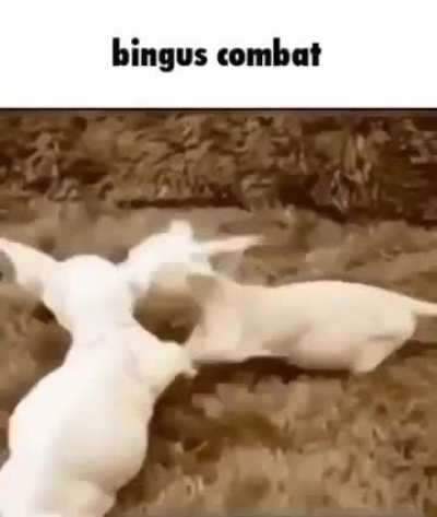 Wunkus combat