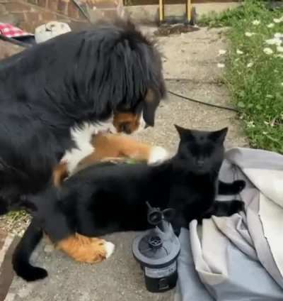 Погладь Кота!