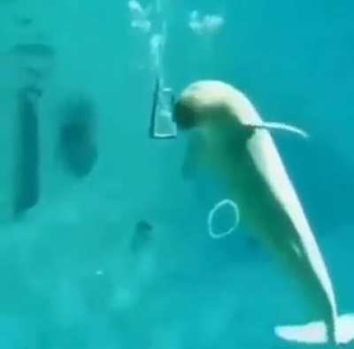 Dolphine doing water ring