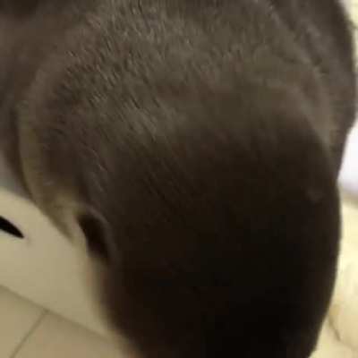 Otter enjoys being stroked