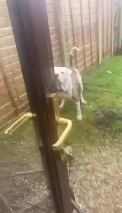 Perfectly cut growl.