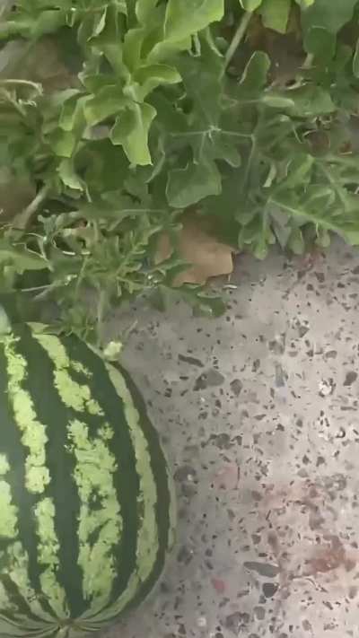 A watermelon is growing right on a sidewalk in Kherson
