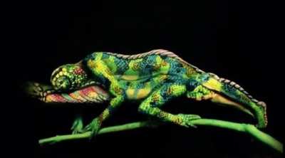 Karma karma karma chameleon
