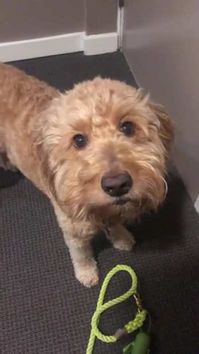 woof_irl