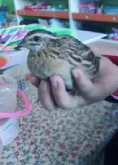 bouncyborb