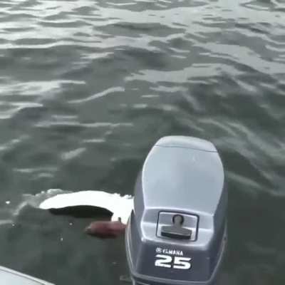 Weasel tries to drown a seagull