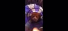 Cats are jerks