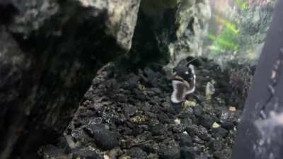 MonsterFishKeepers