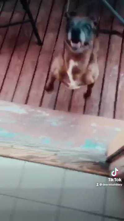 Half dachshund half pitbull dancing