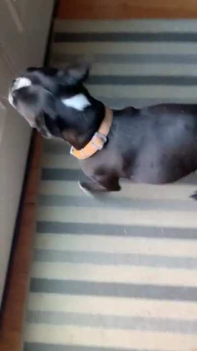 I’ve been teaching my dog the word sh*t means going outside