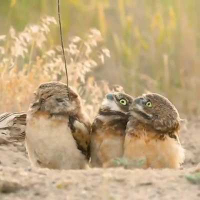 Whoa, check out his stick!