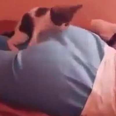 Kitty meets butt