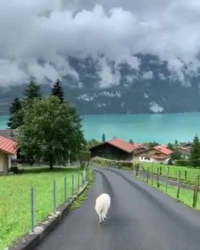 Озеро Бриенц, Швейц<wbr>ария
