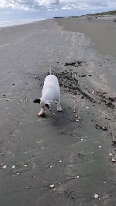 Beach their absolute favourite