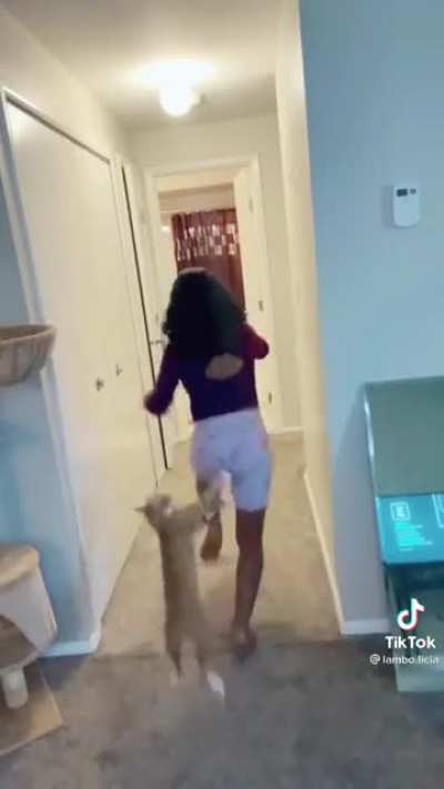 Playing tag with your cat