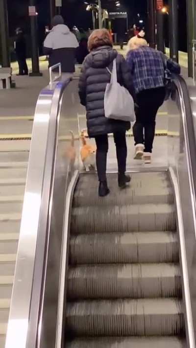 Orange rolling on a glorified treadmill