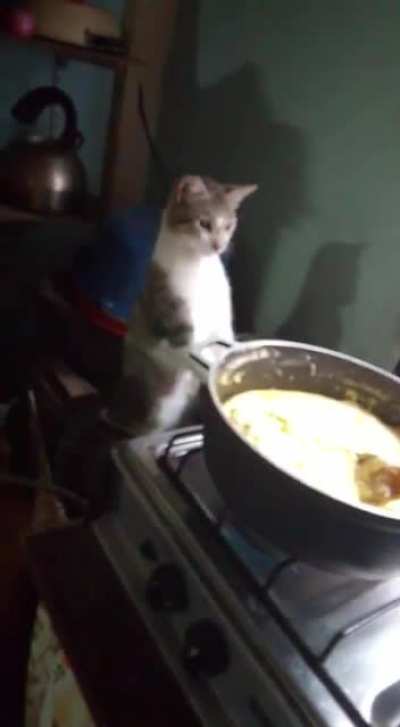 Ese gato me representa