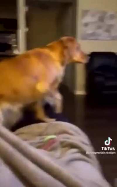Dog disapproves of Darth Vader