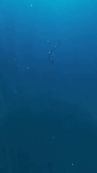 The deep blue