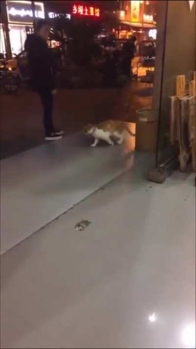 I think this cat has a really high ping