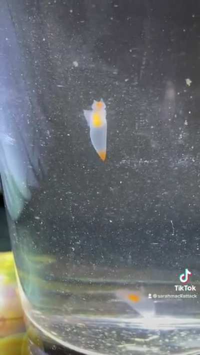 Sea Angel bumps their head on surface tension