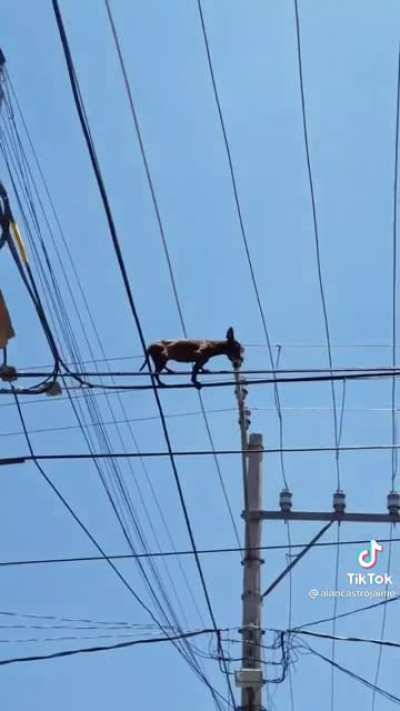 Chihuahua moment