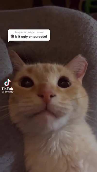 Don’t insult the cat