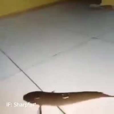 Poor fish