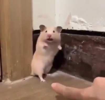 Startled Hamster **NOW WITH AUDIO**