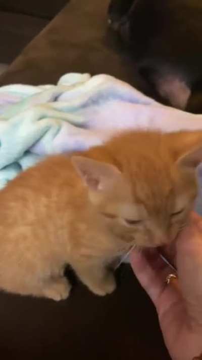 My 12 week old kitten yelling at me for attention.