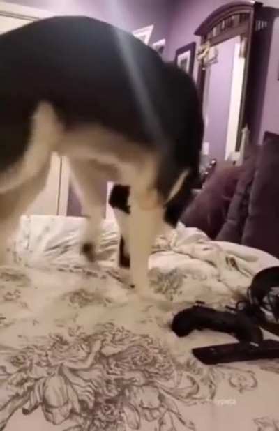 Бедный, забыл, что у него есть хвост