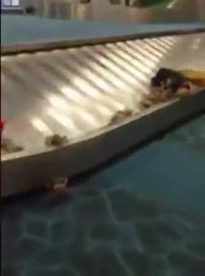 🦀