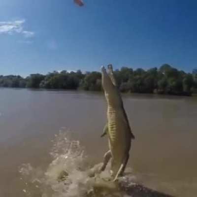 The power of a crocodile tail is incredible