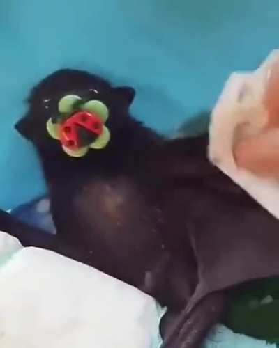 Baby bat being cleaned.