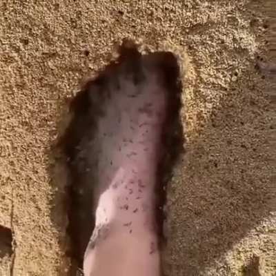 🐜
