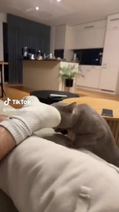 Cat smelling feet