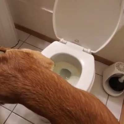 Dogs are evolving