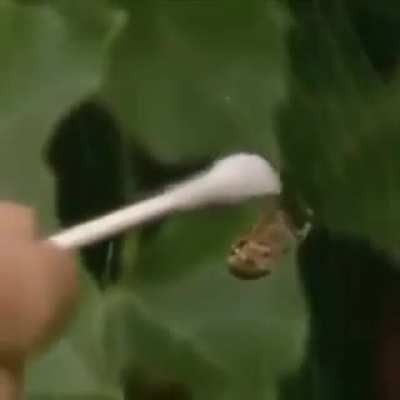 Giving spiders different substances