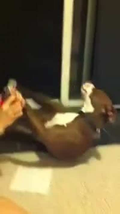 Overdramatic dog faints out when somebody cuts his nails