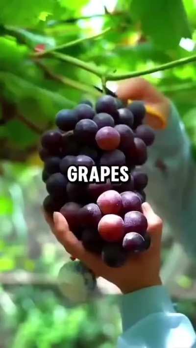 Blursed Diet Tips 2