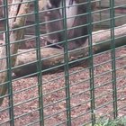 Visiting a zoo in Germany with a friend. He stood way too close to the monkeys and next thing the monkey is chewing away on his phone!