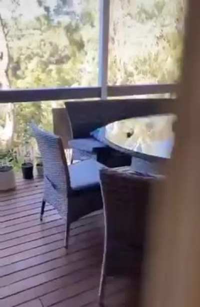 Bird goes *chomp*