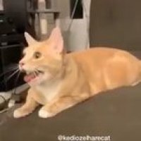 Köpek taklidi yapıyo manyaga bak 😂😂😂