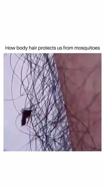 How body hair protect us from mosquitoes
