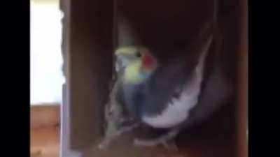 He attacc