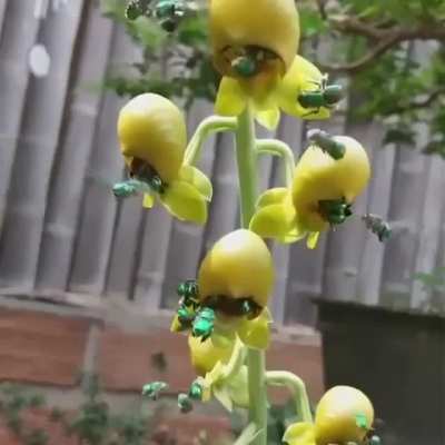 Euglossa bazinga, part of the 