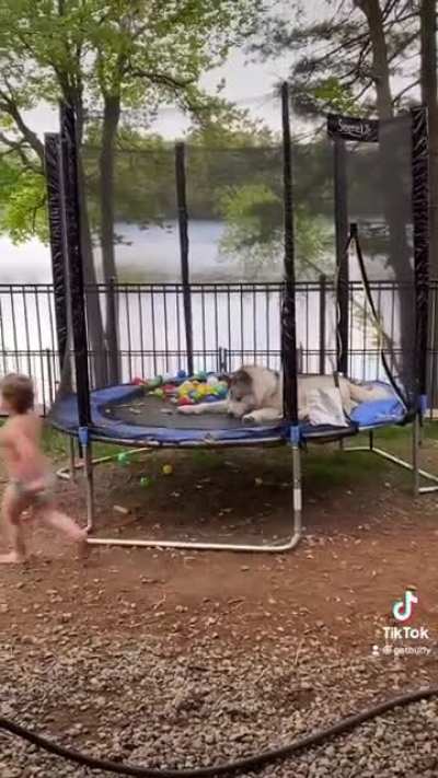 Let’s get a dog to play with our kid